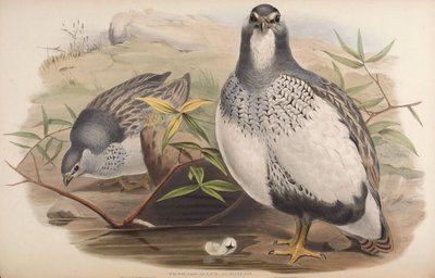 Tetraogallus altaicus by John Gould